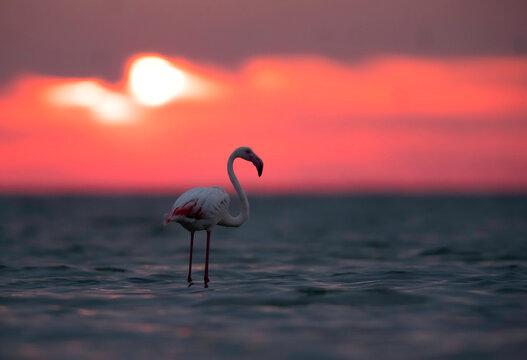 Greater Flamingo and the morning sun, Asker coast, Bahrain