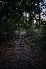 Dark Path in the Woods with Steps Leading to the Light