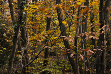 Autumn Trees in a Forest 