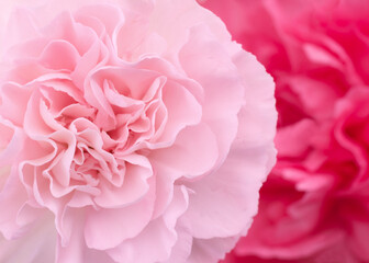 Pink Carnation close up with light and airy pastel tonality