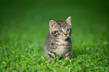 Naklejka na ściany i meble Cute tabby kitten in the grass