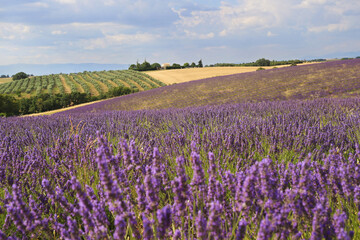 Naklejka na ściany i meble France, Provence: lavender fields and olive trees