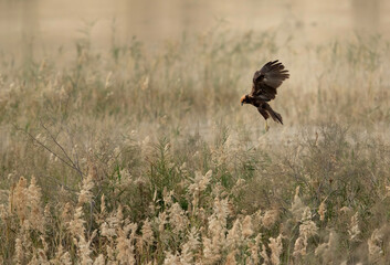 Eurasian Marsh harrier hovering at Buhair lake, Bahrain