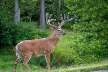 Large white-tailed deer buck in a meadow