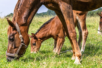 ungewöhnliche Haltung: Fohlen grast wegen zu langer Beine auf den Knien (Vorderfußwurzelgelenken)...