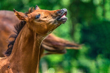 Hengstfohlen flemt auf der Koppel in der Sonne mit Blickkontakt © mavcon