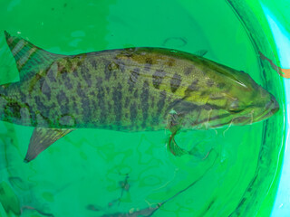 Smallmouth bass with angry stripes swimming in bucket