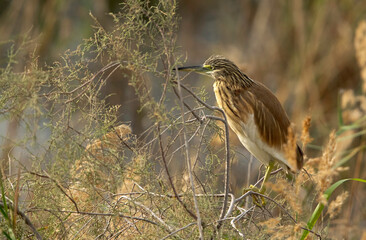 Squacco Heron perched on twigs at Buhair lake, Bahrain