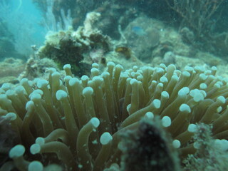 Naklejka na ściany i meble Euphyllia coral, Tropical coral from Indonesian coral triangle