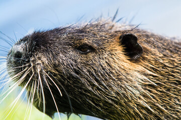 Detailed headshot of coypu (nutria, Myocastor coypus), Uvaly, Central Bohemia, Czech republic	
