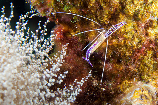 Close up of Pederson Cleaner Shrimp in coral reef of the Caribbean Sea / Curacao