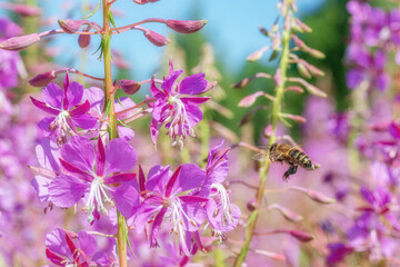 The bee flies to the fireweed flower. The main honey collection in the summer. Bee collects nectar from pink blooming sally flowers