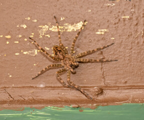 Dark fishing spider isolated  on wood