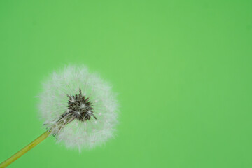 dandelion seed head on green  background. Space for text.