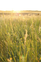 Green and yellow grass at sunset