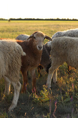 
Goats and sheep graze in a field at sunset