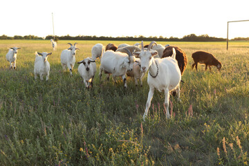 Fototapeta na wymiar Goats and sheep graze in a field at sunset