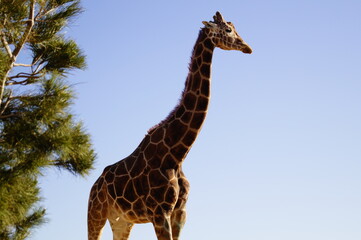 giraffe habitat in zoo
