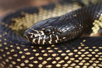 A close-up view of the head and scales of an adult desert kingsnake (Lampropeltis getula splendida) coiled up in New Mexico. 