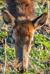 Front View of Elk Head as It Grazes in November in Boxley Valley of Arkansas