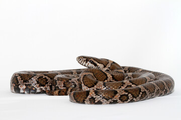 Coiled eastern milk snake (Lampropeltis triangulum) on a white background. 