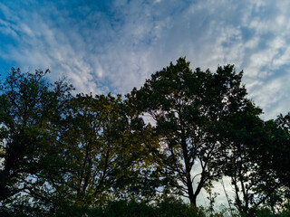 Upward view to crowns of trees at sunny cloudy morning