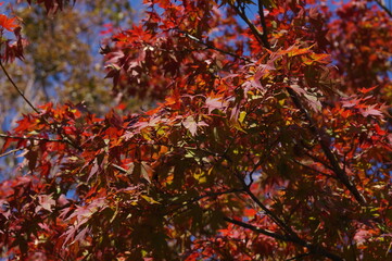紅葉の葉