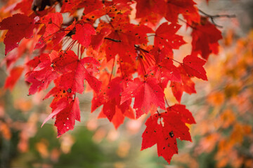 Close Up of Vibrant Red Maple Leaves in Northern Arkansas in November