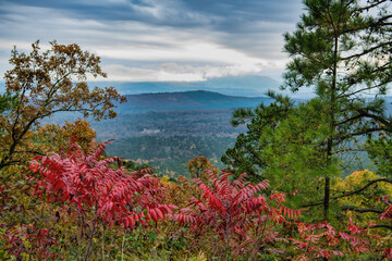 Red Sumac on Mount Magazine at Scenic Stop Overlooking the Valley Below