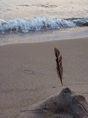 A feather stuck in the beach