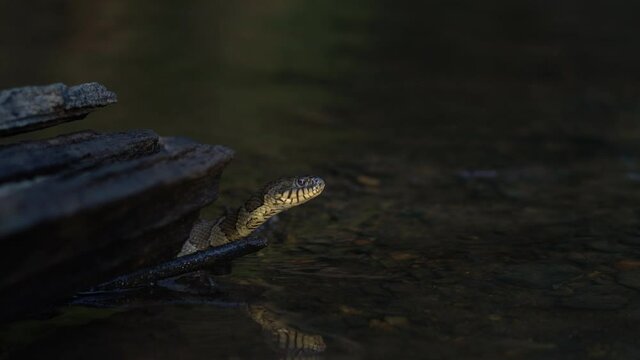 Water Snake Peeking Behind Log