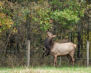 Elk Cow Eating Leaves from Tree in Boxley Valley of Arkansas in Autumn