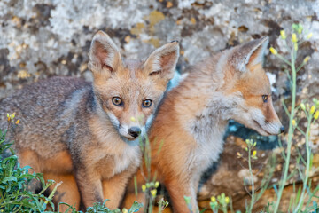 Naklejka na ściany i meble Two young foxes close up. Vulpes vulpes