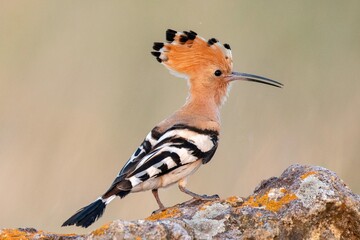 Beautiful eurasian hoopoe Upupa epops sitting on a rock