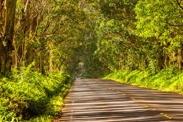 Eucalyptus trees line Maliuhi Road on Kauai, to form a tunnel of trees, Hawaii