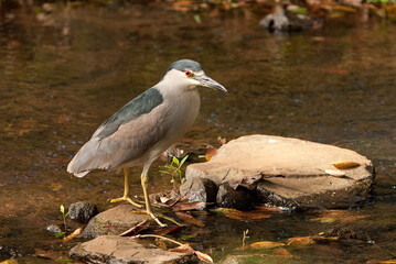 A black crowned night heron in a small stream on Kauai, Hawaii.