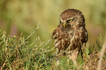 The Little Owl Athene noctua, standing in the grass. Portrait