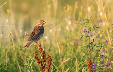 Corn bunting Emberiza calandra, sits on a plant on a beautiful green background