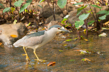 A black crowned night heron in a small stream on Kauai, Hawaii.