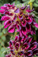 Flower of Mountain Kidney Vetch (Anthyllis montana)
