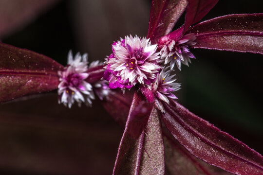 Flowers of Sessile Joyweed (Alternanthera sessilis)