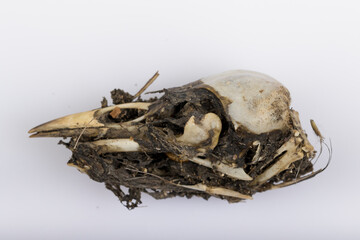 Bird skull and bones on Barn Owl (Tyto alba) pellet isolated on white background with reflection for science. 