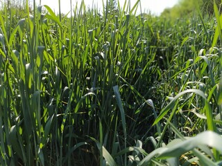 Wheat field close up. Green tall grass spike in the summer and sway in the wind. Intense green...