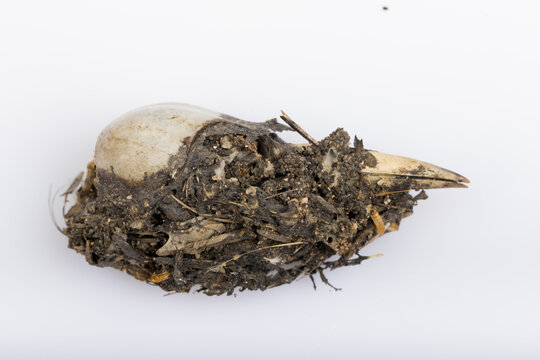 Bird Skull And Bones On Barn Owl (Tyto Alba) Pellet Isolated On White Background With Reflection For Science. 