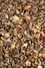 Dry chocolate brown leaves texture
