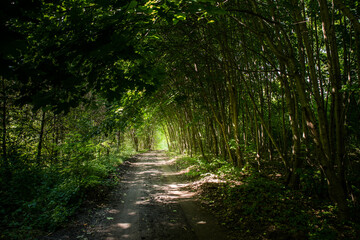 Fototapeta premium A forest tunnel made of trees.