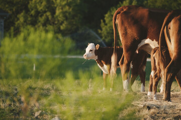 Hereford cattle farm shows calf behind blurred grass foreground.