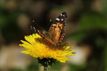 butterfly on a flower