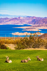 Obraz premium Longhorn sheep on the mountain