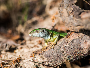 The green lizard peeps out of the mink.
